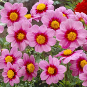 Dahlia Mignon pink